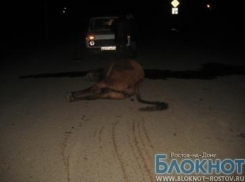 В Заветнинском районе в ДТП с коровой погибла женщина 