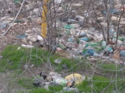 За мусор на улицах города незадачливых любителей свинского образа жизни штрафовали две тысячи раз в Ростове