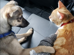 Бездомных кота и собаку из Ростова забрали в Канаду