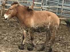 Страдания лошадки в зоопарке Ростова довели до слез посетителей 