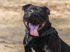 Жара и сильный ветер ожидаются в Ростове 24 августа