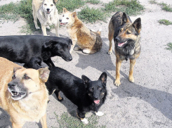 Ростовчане пожаловались на свору собак, пугающую жителей Темерника