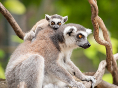 В зоопарке Ростова-на-Дону показали очаровательного малыша кошачьих лемуров, который родился в июне