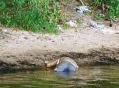 Труп мужчины в рыбацком комбинезоне достали из пруда в Ростовской области