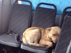 Собака в маршрутке стала причиной споров между ростовчанами 