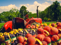 На уничтожение санкционных продуктов в Ростовской области потратят 200 тысяч рублей