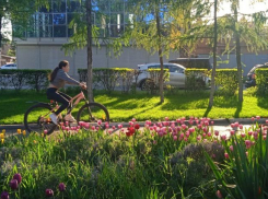 В Ростове высадят более миллиона цветов на улицах и в скверах города в 2022 году