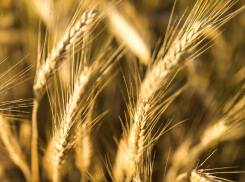 В Ростовской области аграриям возместят ущерб за вымерзший урожай из федбюджета 