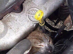 Жители Ростова призывают автовладельцев спасти уличных кошек от смерти