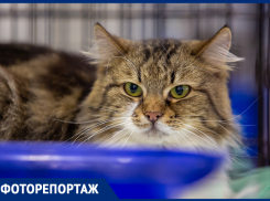 В Ростове 20 кошек собрались на фестивале «Дай лапу», чтобы обрести своих хозяев