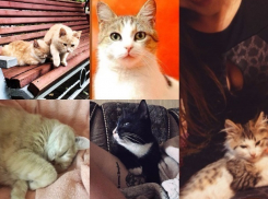 Топ-5 очаровательных четвероногих любимцев ростовчан