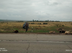 В Ростовской области водитель «Лады Ларгус» сбил стадо баранов