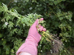 Власти Ростова рассказали, куда сообщать о нескошенной амброзии