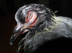 Смертельно опасное для людей заболевание принес «залетный» голубь в Ростовскую область