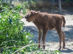 В Ростовском-на-Дону зоопарке выбрали имя для зубренка