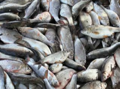 Подозрительных карасей попытался вывезти из Ростовской области житель Украины 