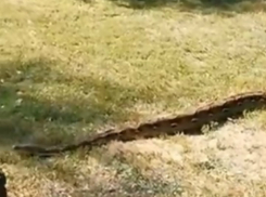 На прогулку со своим питоном снова вышел любитель экзотики