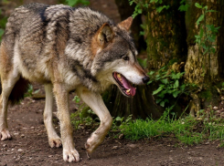 В Ростовской области застрелили бешеного волка
