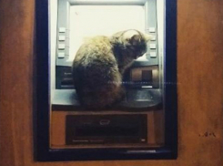 Сонный кот в окне круглосуточного банкомата Ростова рассмешил горожан и попал на фото