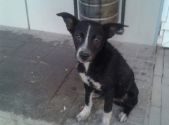 Наркоман до смерти забил щенка в Советском районе Ростова 