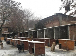 Директора ЦБЖ в Ростове  временно восстановили в должности