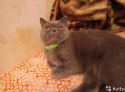 Лечащую от похмелья кошку продают в Ростове за 15 миллионов