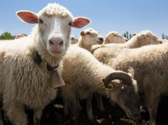 В Морозовске работник фермы украл четырех баранов и корову