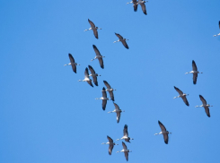 Завораживающий танец донских журавлей в весеннем небе восхитил жителей Ростова