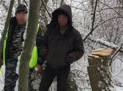 Это вам не валежник таскать: ростовчанин, срубивший ясень, может попасть в тюрьму на два года