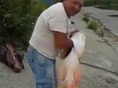 Гигантский толстолобик из Темерника шокировал жителя Ростова на видео