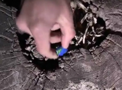 Тайные «закладки» крупного наркодилера из Ростова попали на видео