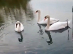 Семья из трех белых лебедей заставила шахтинцев задуматься о супружеской верности