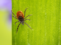 В Ростовской области клещи покусали более 1200 человек