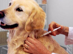 В Ростове домашних животных бесплатно привьют от бешенства