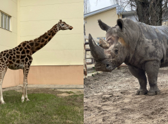 В зоопарке Ростова на первую прогулку после затянувшейся непогоды вышли в уличный вольер носорог и жираф