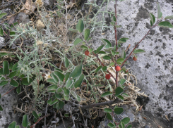 В Ростовской области встречается редкий вид кизильника