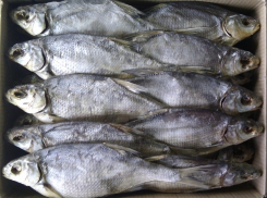 Больше тонны опасных для здоровья лещей изъяли у двоих жителей Ростовской области