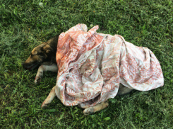Сбивший насмерть собаку у здания училища водитель вызвал негодование у жителей Ростова