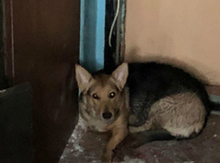 Несчастная собака, роняя горькие слезы, продолжает караулить квартиру погибшей хозяйки в Ростове