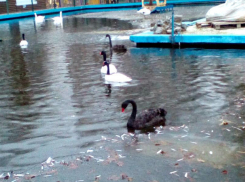 Судьба экзотических птиц в парке Революции из-за наступления морозов обеспокоила ростовчан