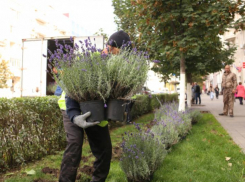 В Ростове засохла почти вся высаженная в центре города лаванда