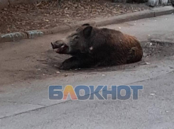 В Ростове поймали последнего разгуливающего по городу кабана