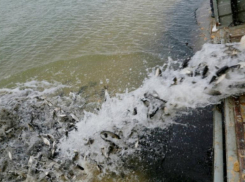 Более 8 тысяч мальков белого толстолобика выпустили в реки Ростовской области 