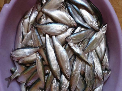 Легендарную  ростовскую шамайку предложили исключить из Красной книги