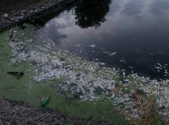 Минприроды назвало причину гибели рыбы в Батайске