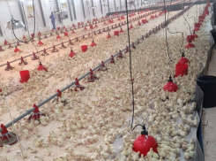 В Ростовскую область завезут 70 тысяч яиц индейки из США 