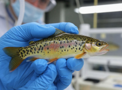 Ростовские ученые исследовали безопасность рыбы из Азовского моря