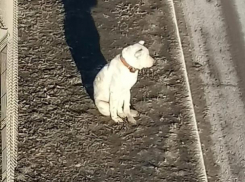 Красавца алабая «в западне» обнаружили жители Ростова на выезде из города