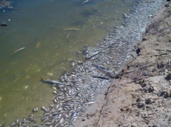 Тонны карасей и карпов погибли в водоеме Ростовской области