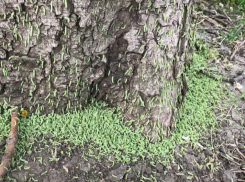 Жутко аномальное нашествие маленьких зеленых червячков шокировало посетителей парка в Ростове